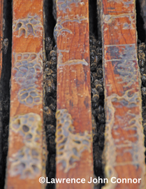  Bees clustering between frames; photo by Lawrence John Connor
